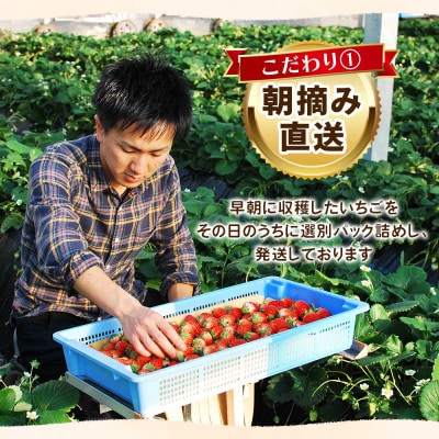 [数量限定] 完熟朝摘み 女峰 1040g 澳原いちご農園