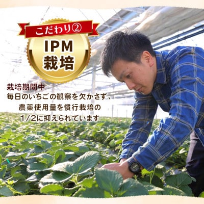 [数量限定] 完熟朝摘み 女峰 1040g 澳原いちご農園
