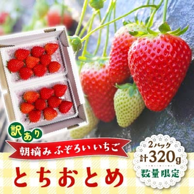 数量限定　訳あり　朝摘みふぞろいいちご「とちおとめ」2パック 320g　2027年1月中旬～発送開始