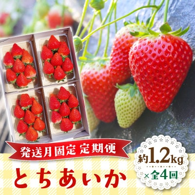 【発送月固定定期便】完熟朝摘み とちあいか 約1200g全4回
