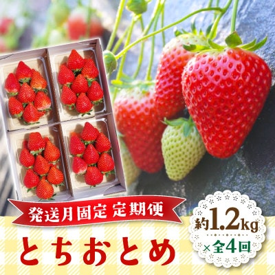 【発送月固定定期便】朝摘み とちおとめ 約1200g全4回