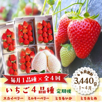 【発送月固定定期便】澳原いちご農園のいちご4品種お届け (毎月1品種)全4回
