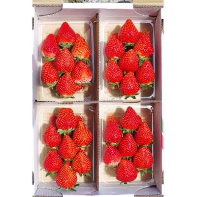 【発送月固定定期便】澳原いちご農園のいちご4品種お届け (毎月1品種)全4回