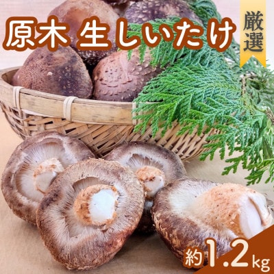【厳選】肉厚!原木生しいたけ　手間と時間をかけた特選品　1.2kg