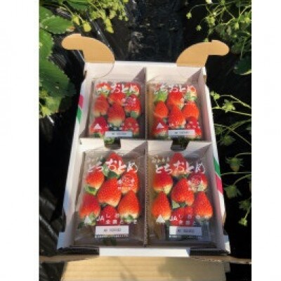 朝採りとちおとめ300g×4パック入り