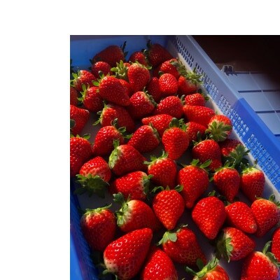 朝採りとちおとめ300g×4パック入り