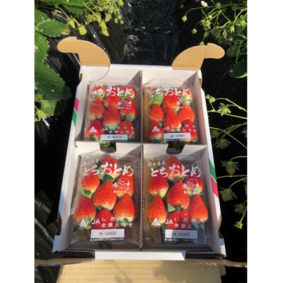 朝採りとちおとめ280g×4パック入り