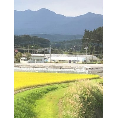 朝採りとちおとめ280g×4パック入り