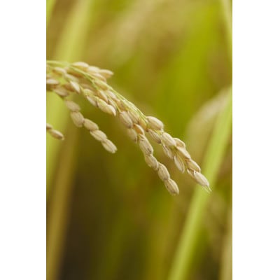 奈良のお米:冷めても美味しいヒノヒカリ5分づき10kg