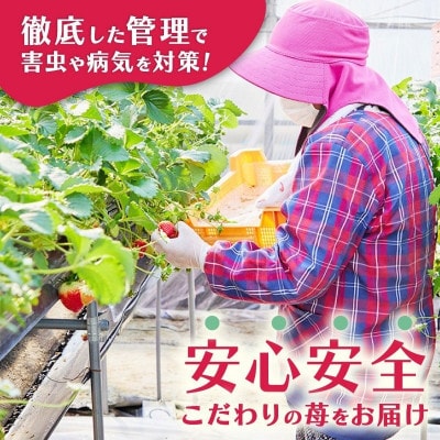 【先行受付】2026年(令和8年)1月以降順次発送 厳選古都華いちご(270g×2P) drm002