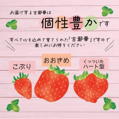 【先行受付】2026年(令和8年)1月以降順次発送 厳選古都華いちご(270g×4P) drm001