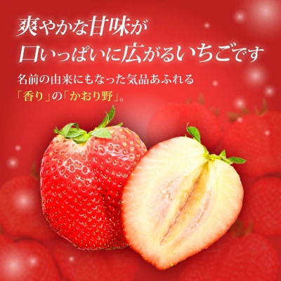 いちご かおり野 約540g(1パック約270g 2パック) 2027年発送 drm005