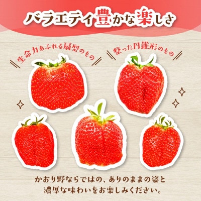 いちご かおり野 約540g(1パック約270g 2パック) 2027年発送 drm005