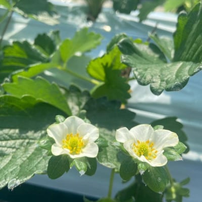 奈良県産　古都華いちご　250g×4パック　1kg以上