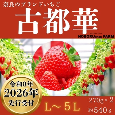 2026年予約提供開始【2026年(令和8年)1月～発送】のぼるちゃんファームの古都華いちご