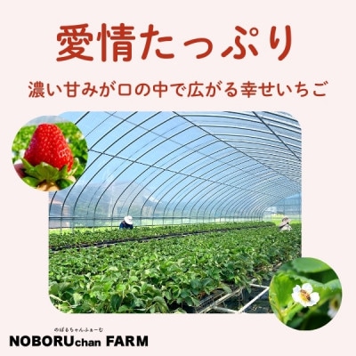 2026年予約提供開始【2026年(令和8年)1月～発送】のぼるちゃんファームの古都華いちご