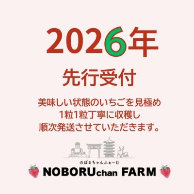2026年予約提供開始【2026年(令和8年)1月～発送】のぼるちゃんファームの古都華いちご