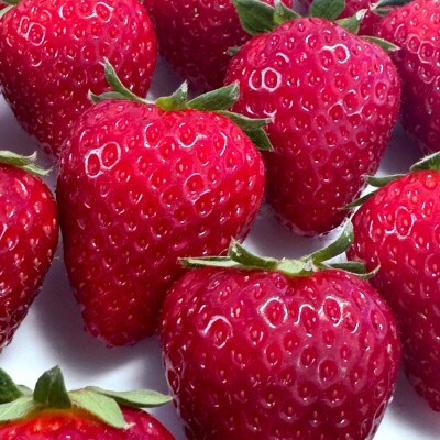 【数量限定】奈良のプレミアム苺「古都華」1箱500g 大粒 産地直送 贈答用