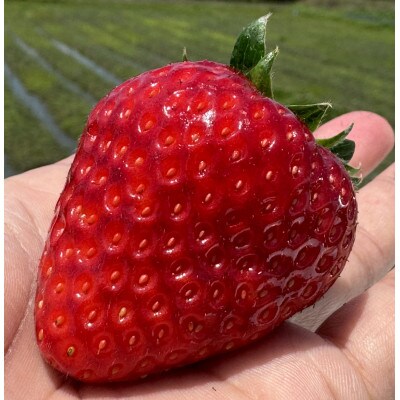 【数量限定】奈良のプレミアム苺「古都華」1箱500g 大粒 産地直送 贈答用