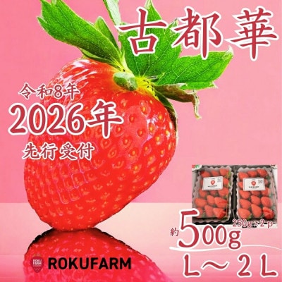 【2026年1月～】奈良のプレミアムいちご「古都華」 250g×2パック 10-205