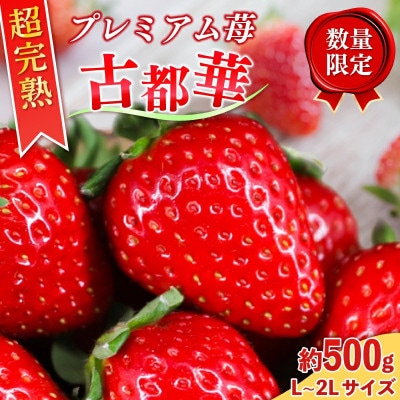 いちご 古都華 約500g(250g×2) 大粒 L~2L【2027年1月～順次発送】 10-205