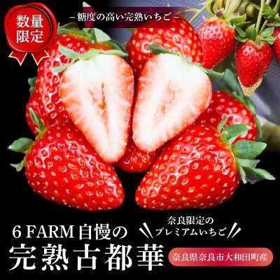 いちご 古都華 約500g(250g×2) 大粒 L~2L【2027年1月～順次発送】 10-205