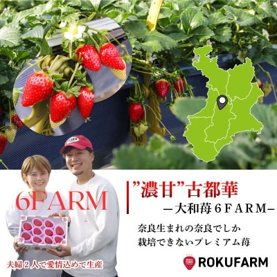 いちご 古都華 約500g(250g×2) 大粒 L~2L【2027年1月～順次発送】 10-205