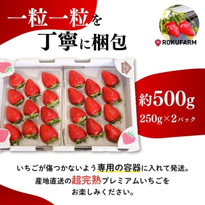 いちご 古都華 約500g(250g×2) 大粒 L~2L【2027年1月～順次発送】 10-205