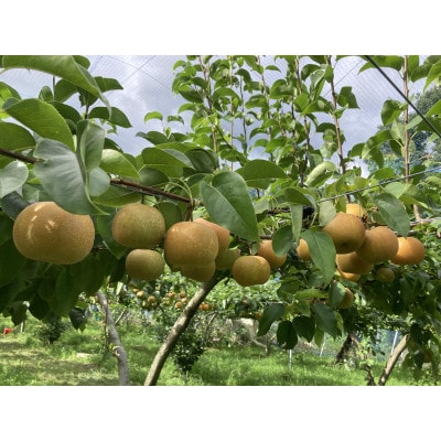 【2025年発送分】奈良県産　豊水梨　5kg