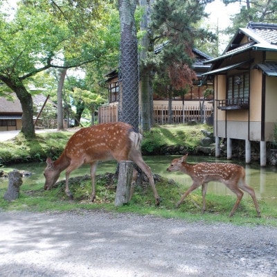 奈良公園 江戸三　ランチ・ワンドリンク付きコース　ペアお食事券