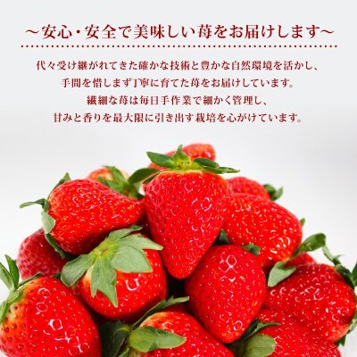 【2026年1月より順次発送】奈乃華・ならあかり270g×2パック 萩原いちご農園 hgi01