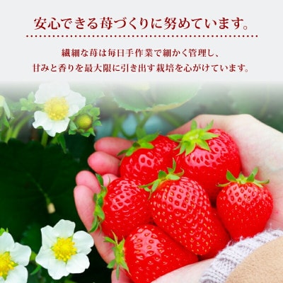 【2026年1月より順次発送】古都華 家庭用 270g×2パック 萩原いちご農園 hgi03