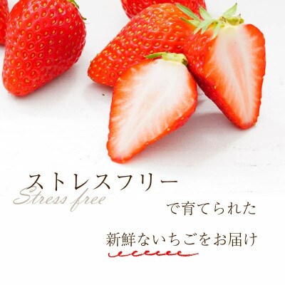 奈良のブランドいちご 古都華 (約250g×4パック) 【2027年1月～順次発送】 mbr01