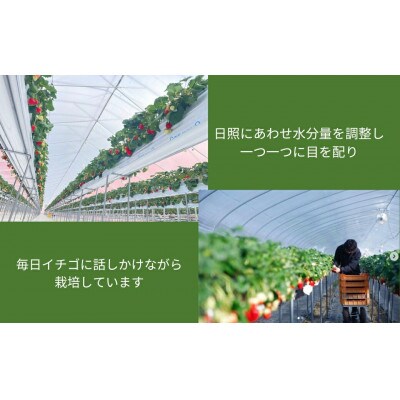 【2026年1月～順次発送】奈良ブランドいちご【古都華】藤井農園 270g×2パック 12-124