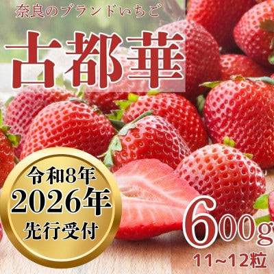 【2026年1月～順次発送】いちご 藤井農園特選大粒古都華600g×1P(数量限定)25-037