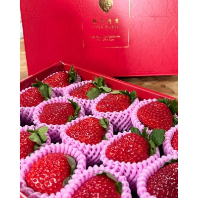 【2026年1月～順次発送】いちご 藤井農園特選大粒古都華600g×1P(数量限定)25-037