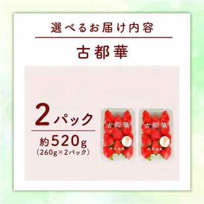 【先行受付】奈良のブランドいちご 古都華 約520g(260g×2) fwd004_R9