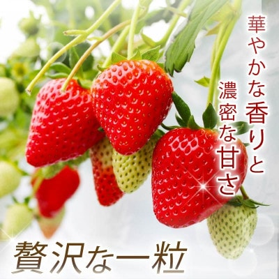 【数量限定】2027年 1～2月発送 いちご 古都姫  2パック 約540g 中村農園 inn01