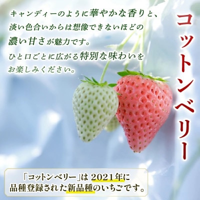 【数量限定】2027年 1～2月発送 いちご コットンベリー 約250g×2 中村農園 inn03
