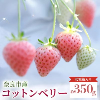 【数量限定】2027年 1月～2月発送 いちご コットンベリー 約350g×1 中村農園 inn04