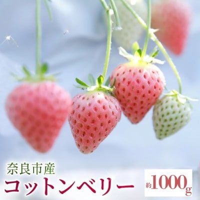 【数量限定】2027年 1～2月発送 いちご コットンベリー 約250g×4 中村農園 inn06