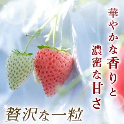 【数量限定】2027年 3~4月発送 いちご コットンベリー 約350g化粧箱 中村農園 inn14