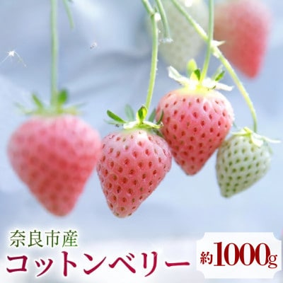 【数量限定】 2027年 3~4月発送 いちご コットンベリー 約250g×4 中村農園 inn16