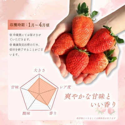 【2027年1月より順次発送】いちご 珠姫 希少品種 2パック mtn004_R9