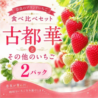 【2027年1月より順次発送】いちご 古都華 食べ比べ 2種 計2パック 苺 mtn001_R9