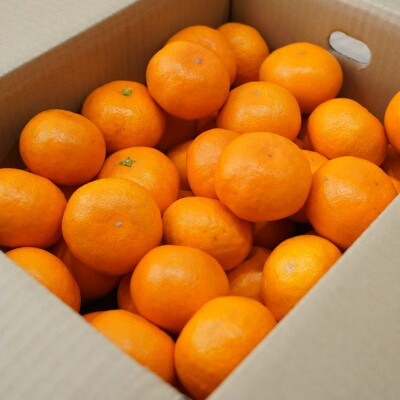 【長崎県産】温州みかん2.5kg