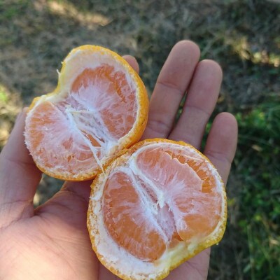 【長崎県産】温州みかん2.5kg