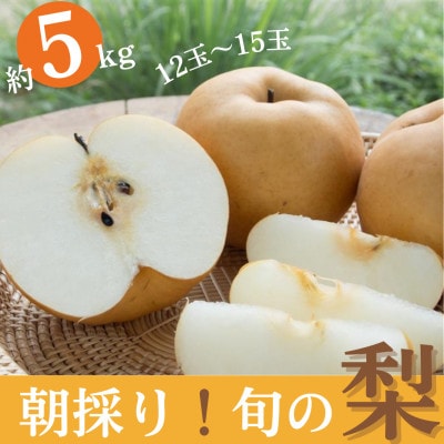 yYgz@̂{̗ 5kg 12ʁ`15