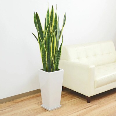 観葉植物 サンスベリア・ローレンティ ロングスクエア 陶器鉢植え(白) BIGサイズ