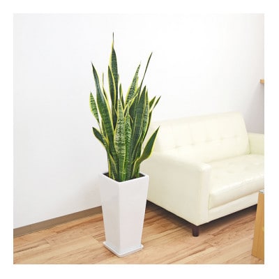 観葉植物 サンスベリア・ローレンティ ロングスクエア 陶器鉢植え(白) BIGサイズ